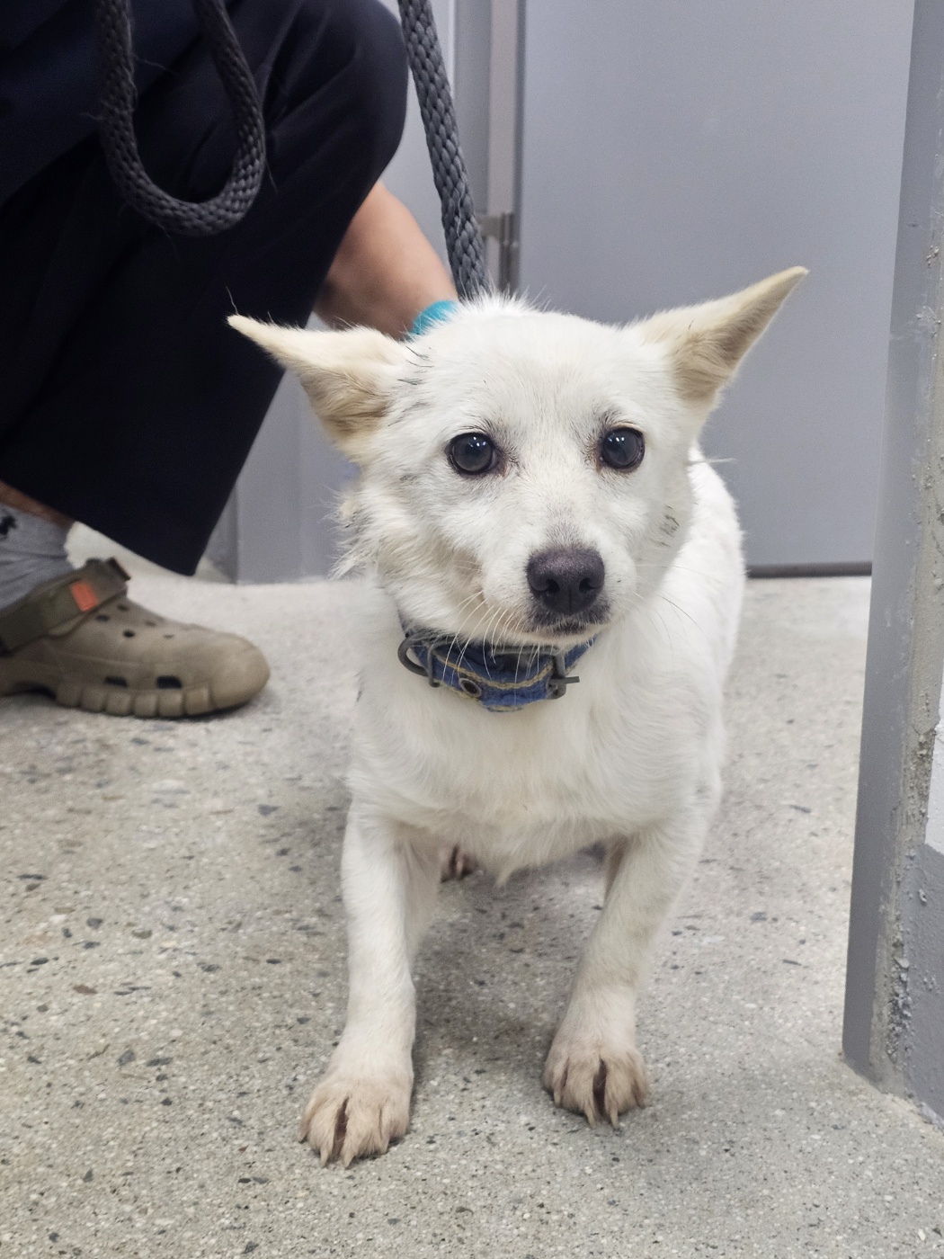 반려동물보호센터_443571202502904