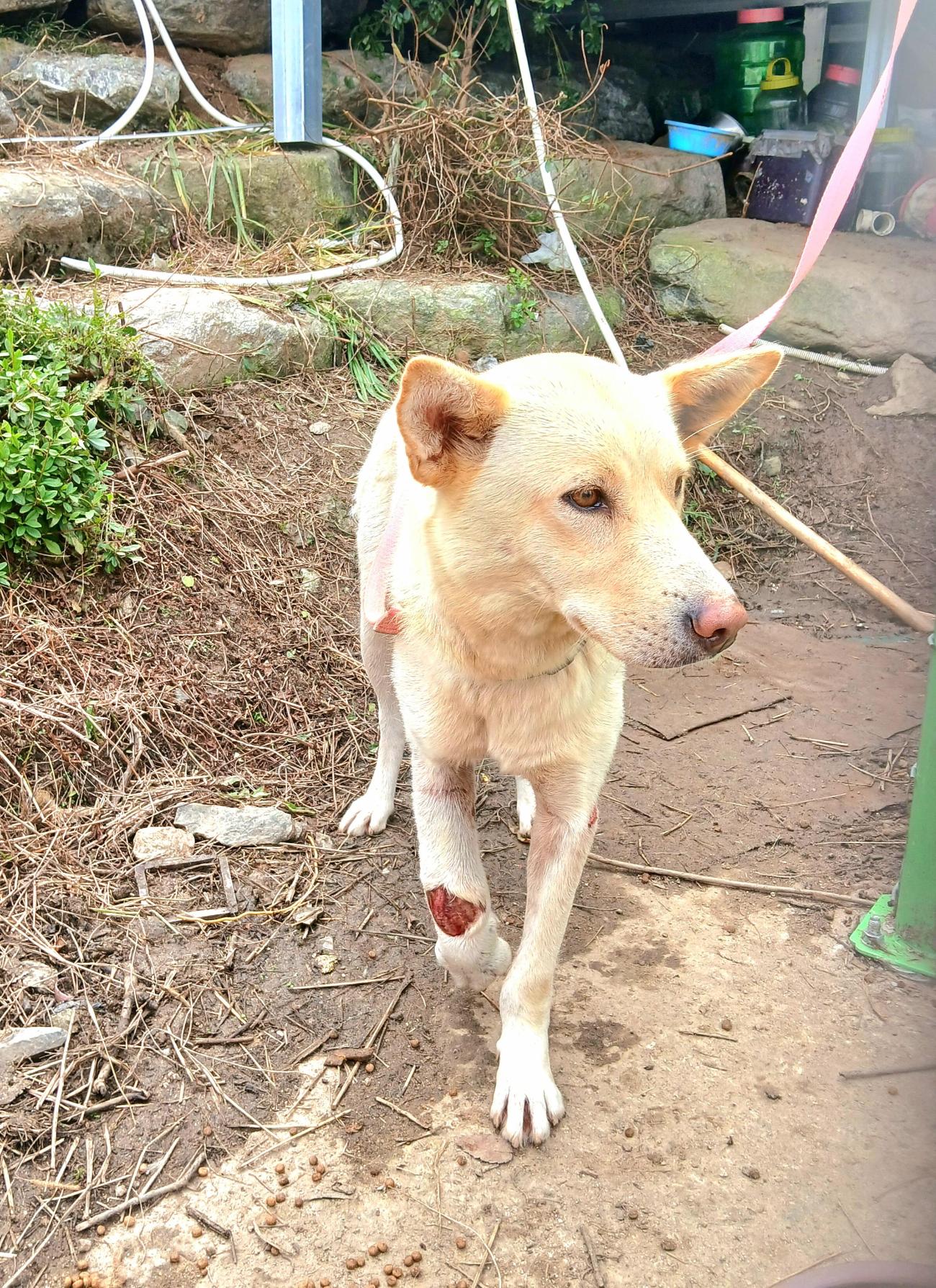 보호중 믹스견의 가…