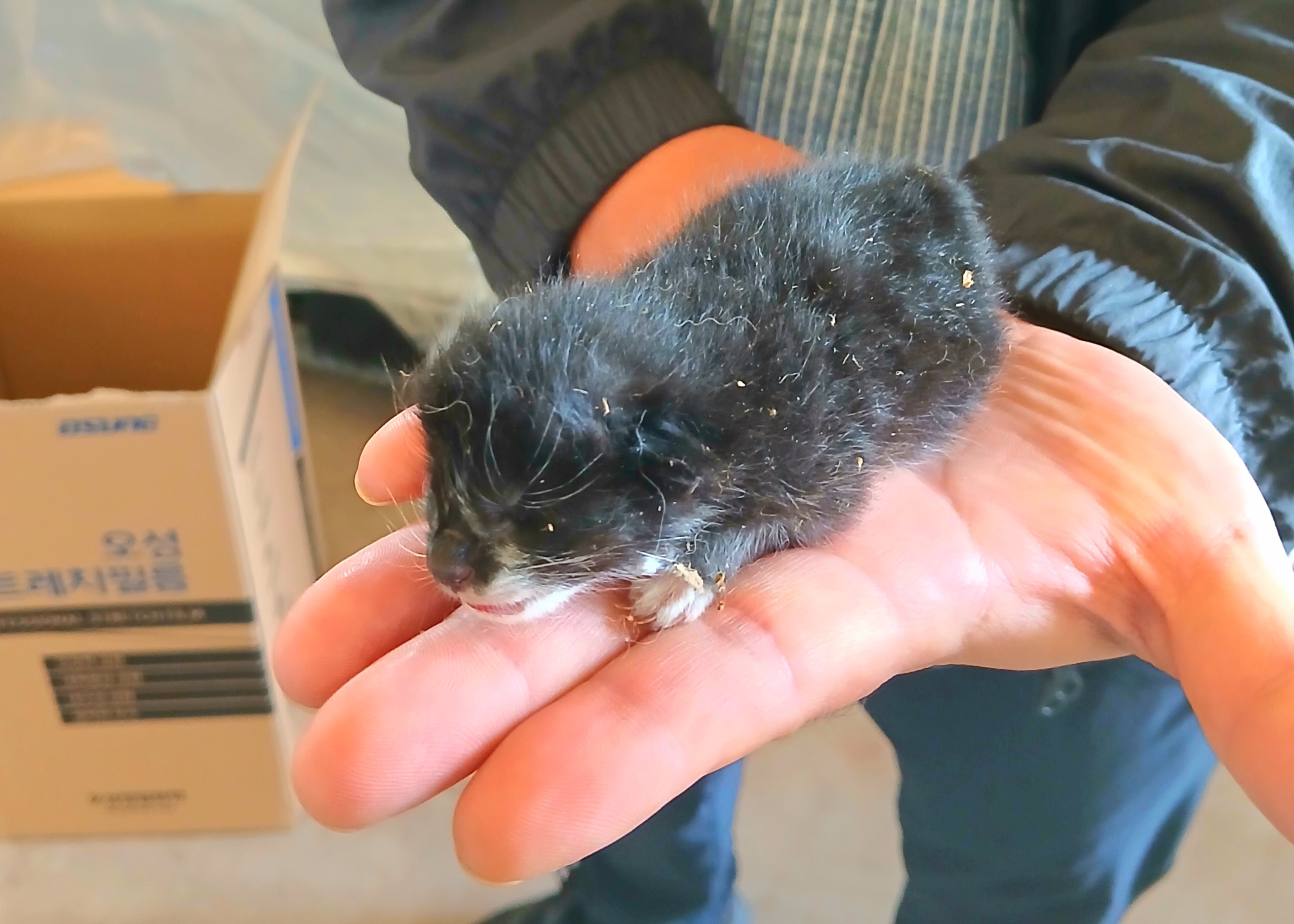 보호중 믹스묘의 가…