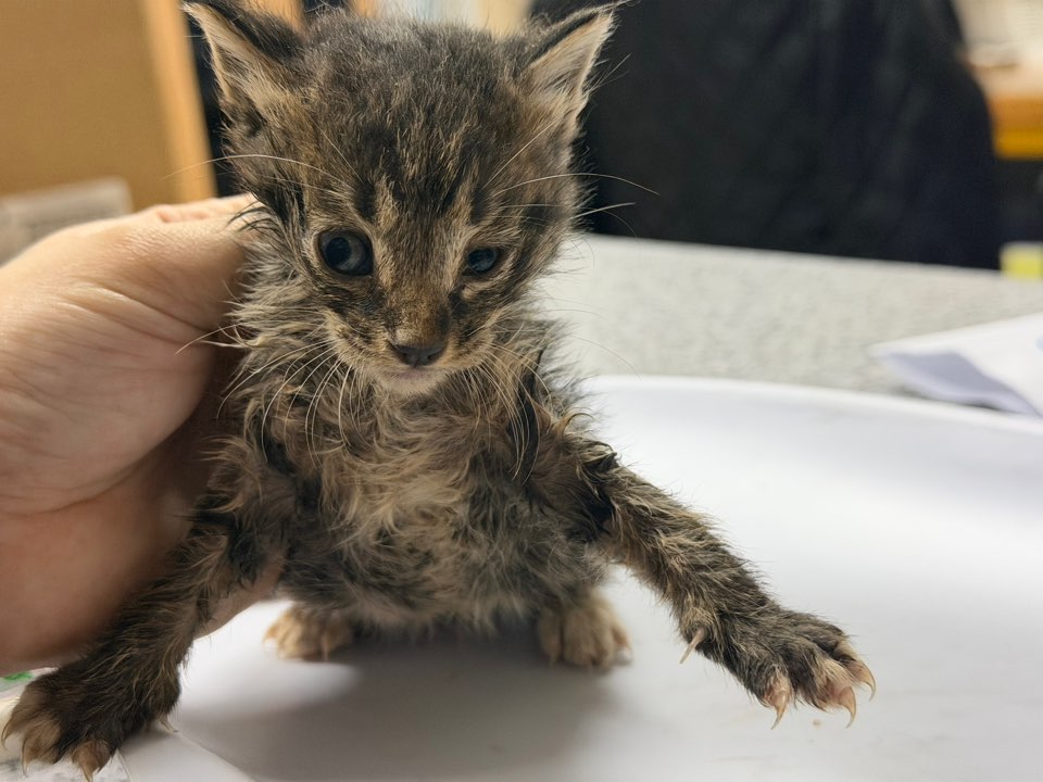 종료(자연사) 한국…