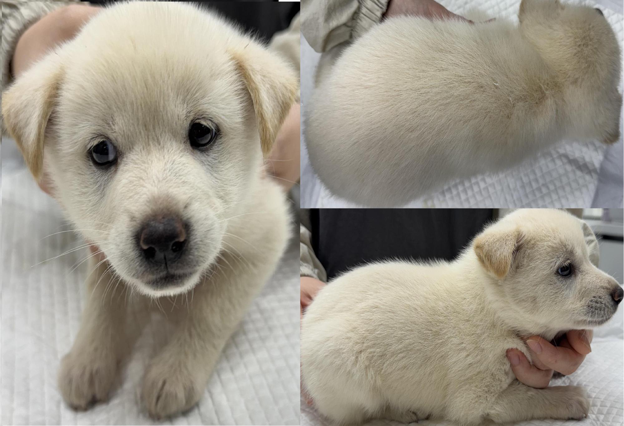 서산시 동물보호센터_444453202501169