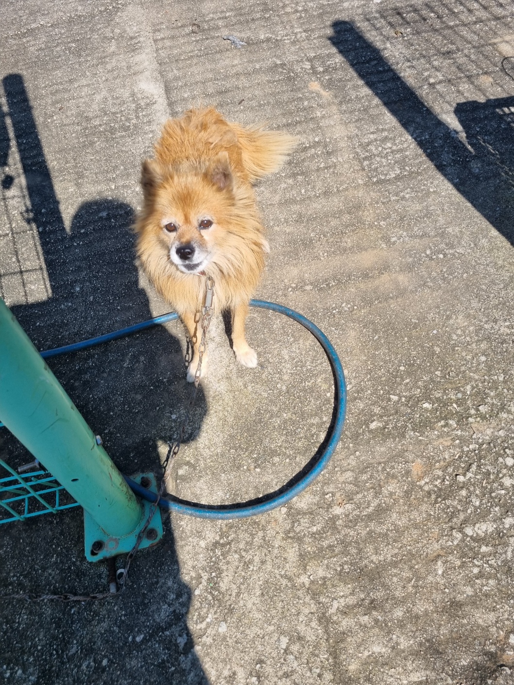 보호중 믹스견의 가…