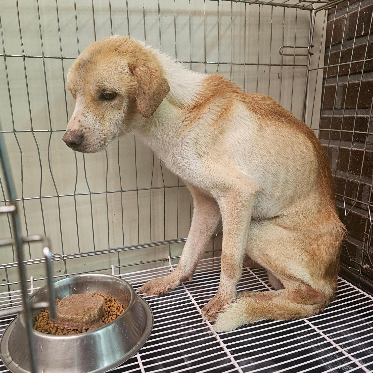 강릉시 동물사랑센터_442420202500602