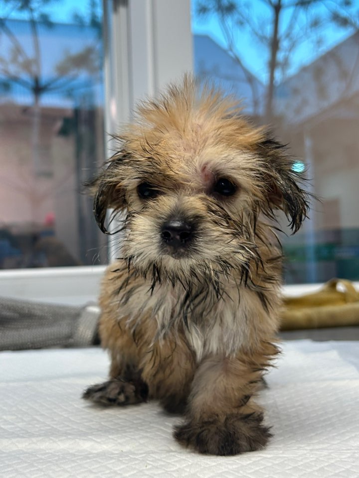 종료(입양) 믹스견…