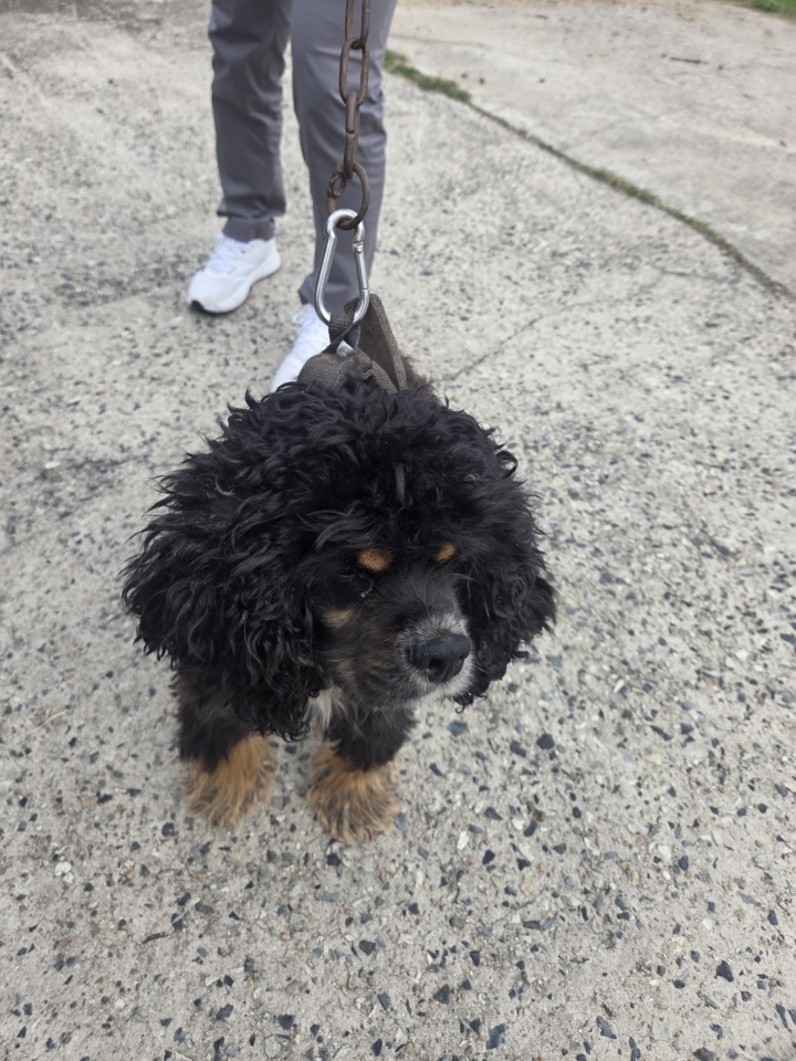 보호중 믹스견의 가…