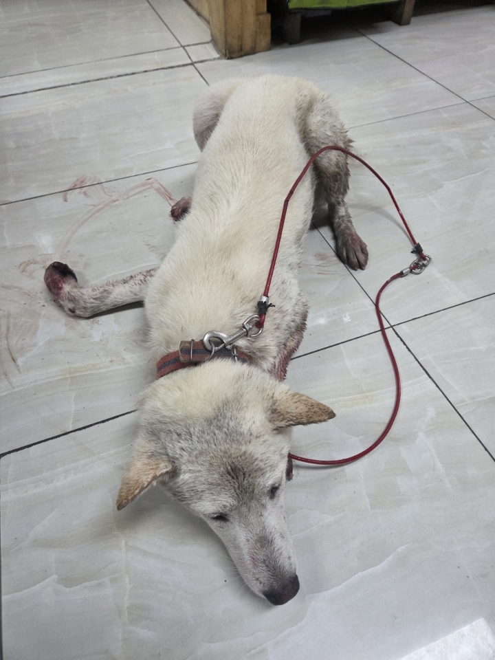 최종주동물병원_443444202500453