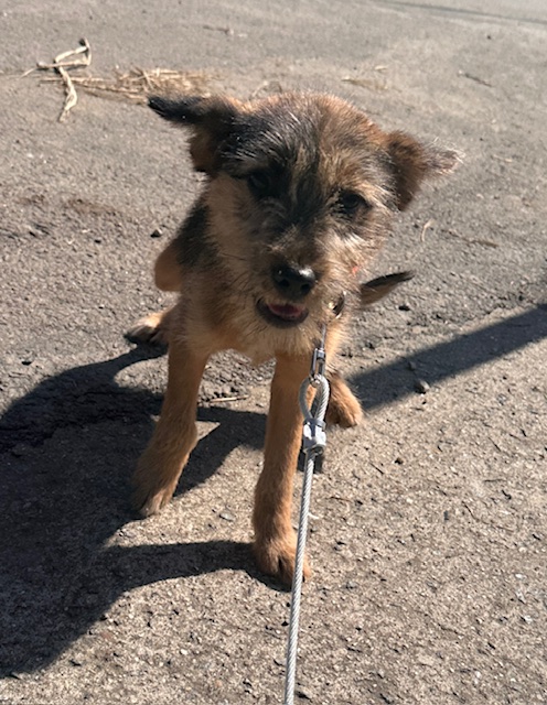 보호중 믹스견의 가…