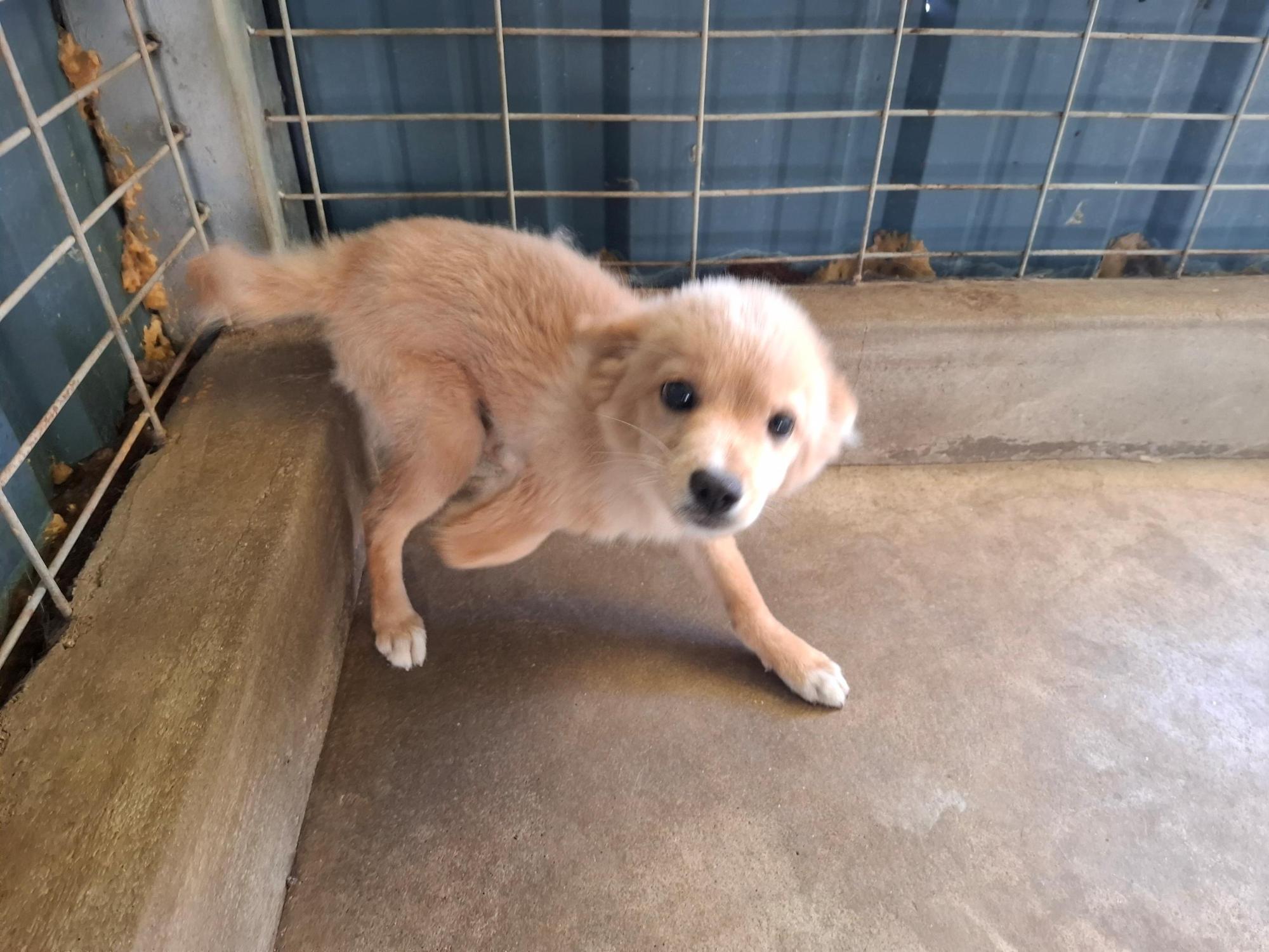 고흥군임시보호센터_446488202500299