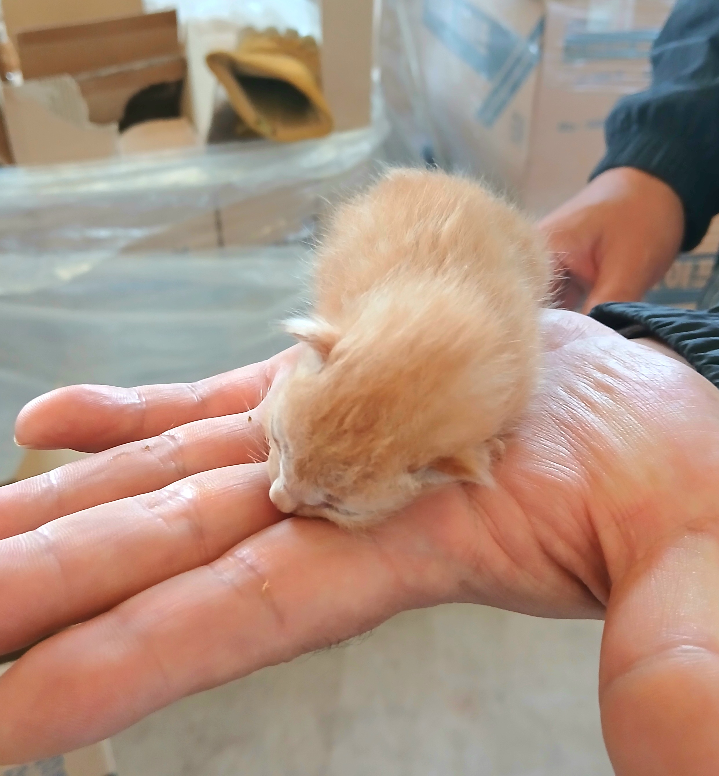 보호중 믹스묘의 가…