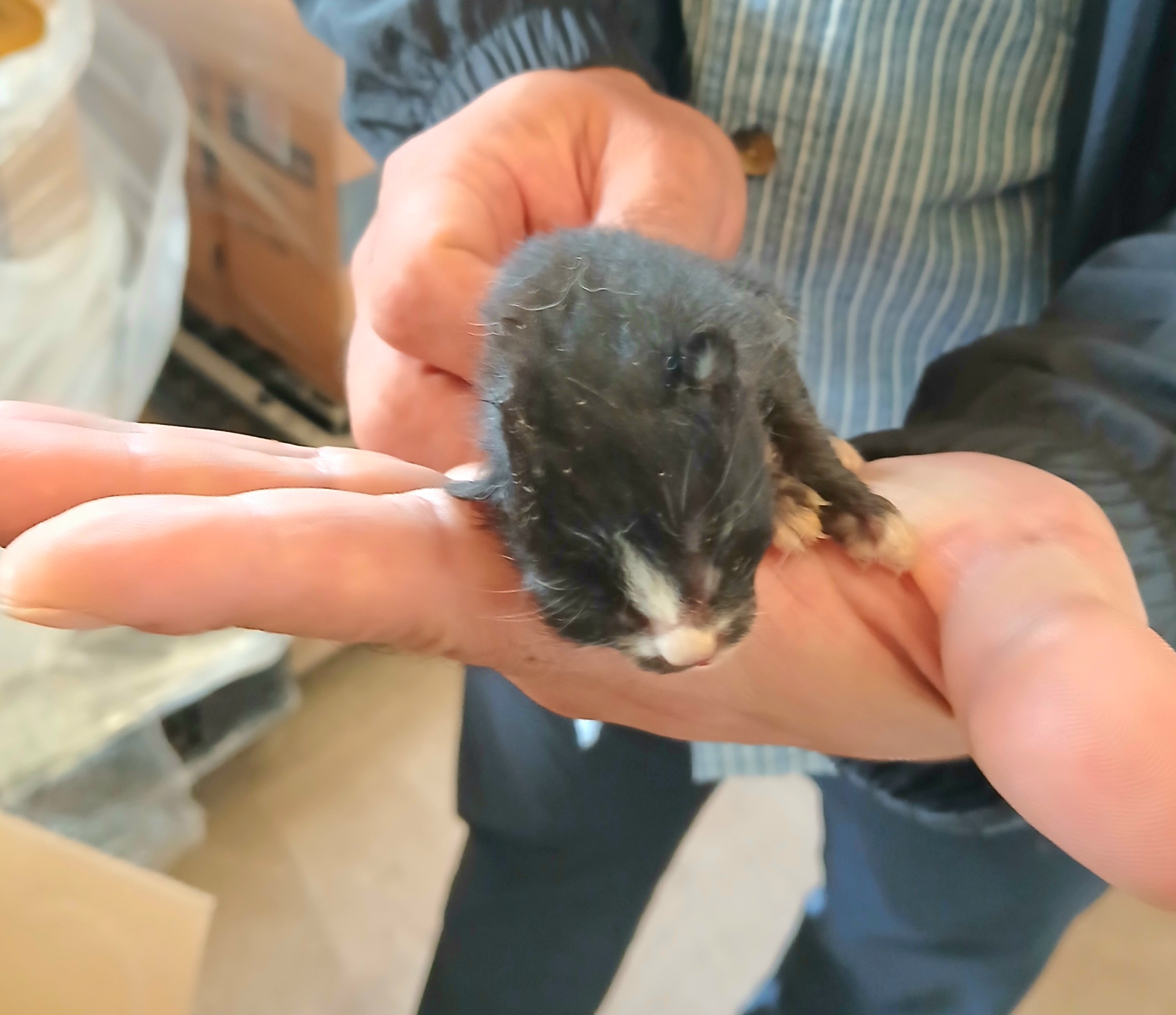 보호중 믹스묘의 가…