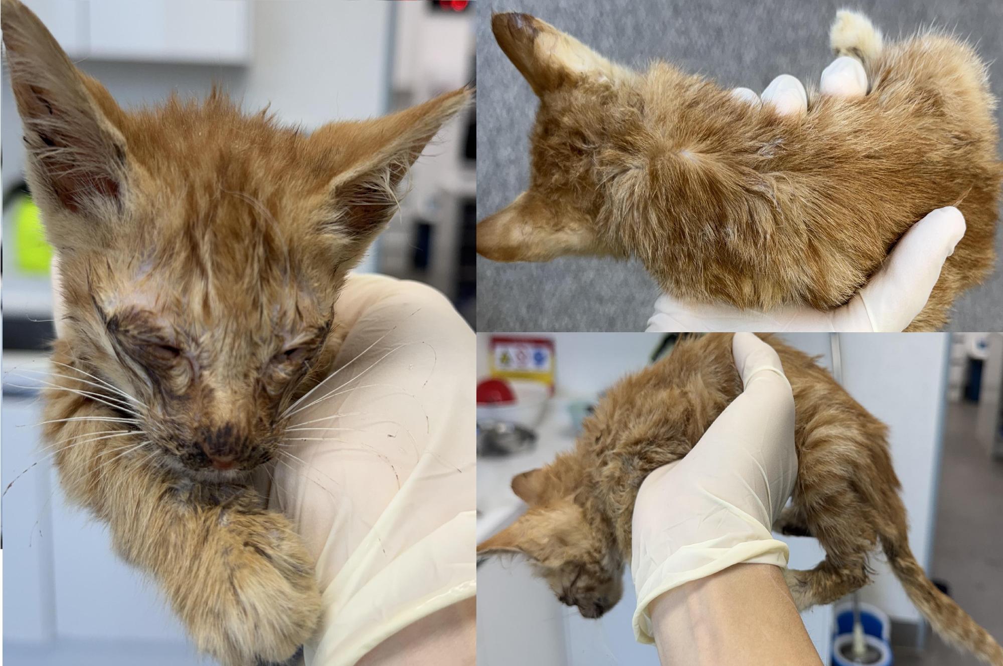 서산시 동물보호센터_444453202501168