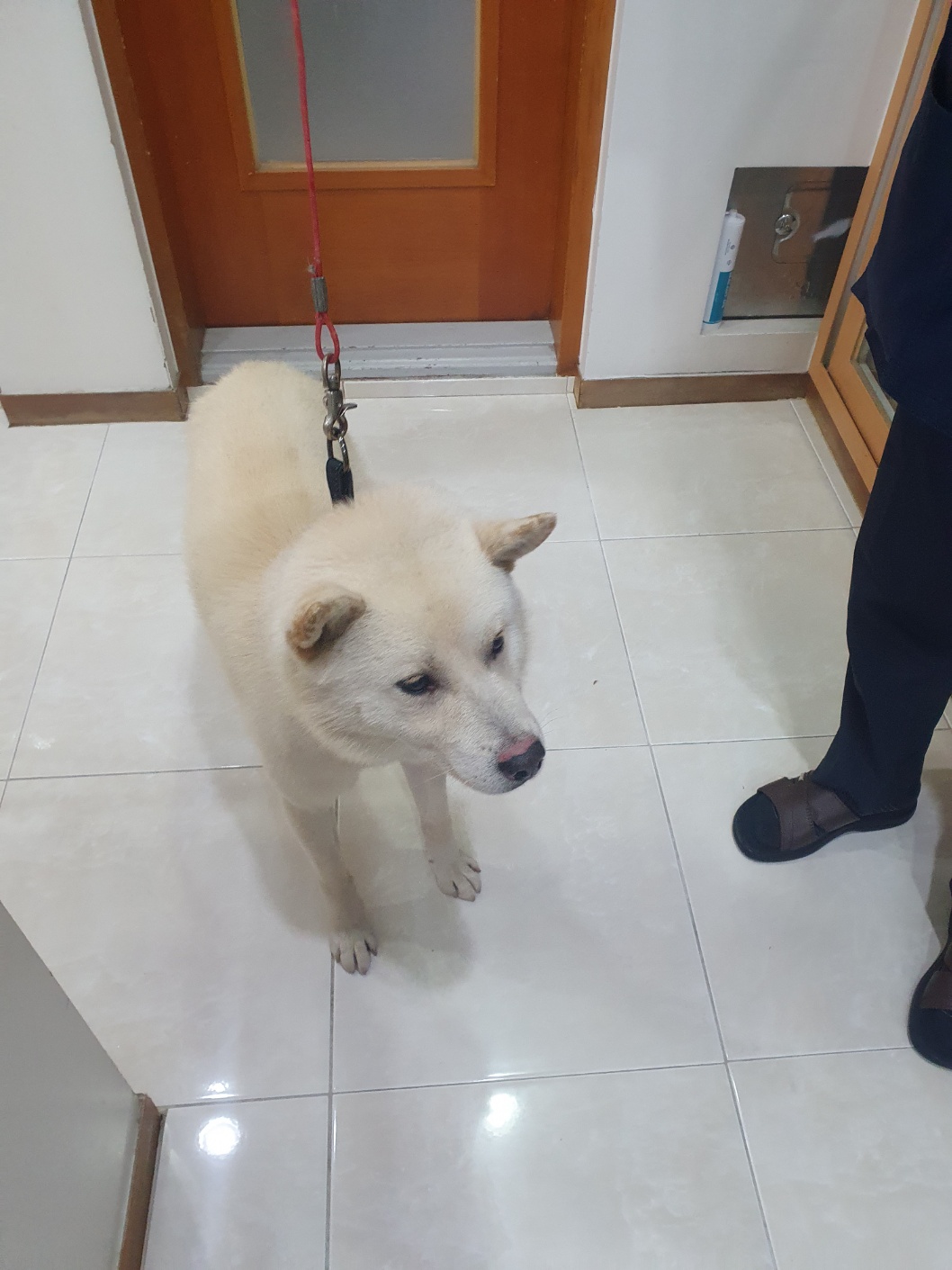 종료(반환) 진도견…