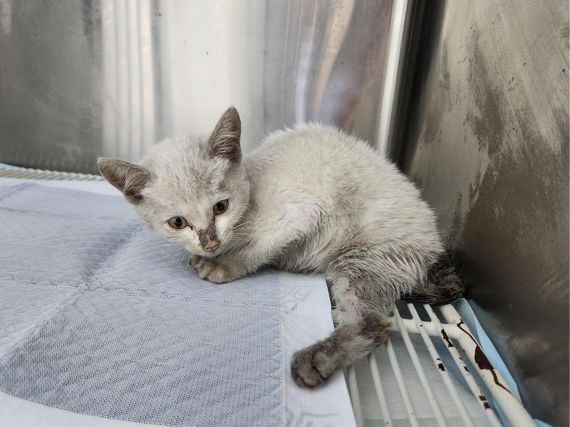 종료(자연사) 한국…