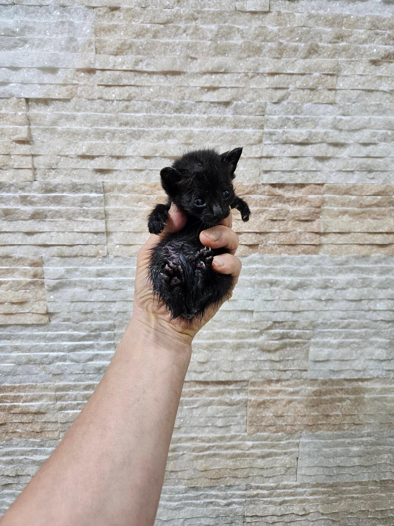 종료(자연사) 한국…