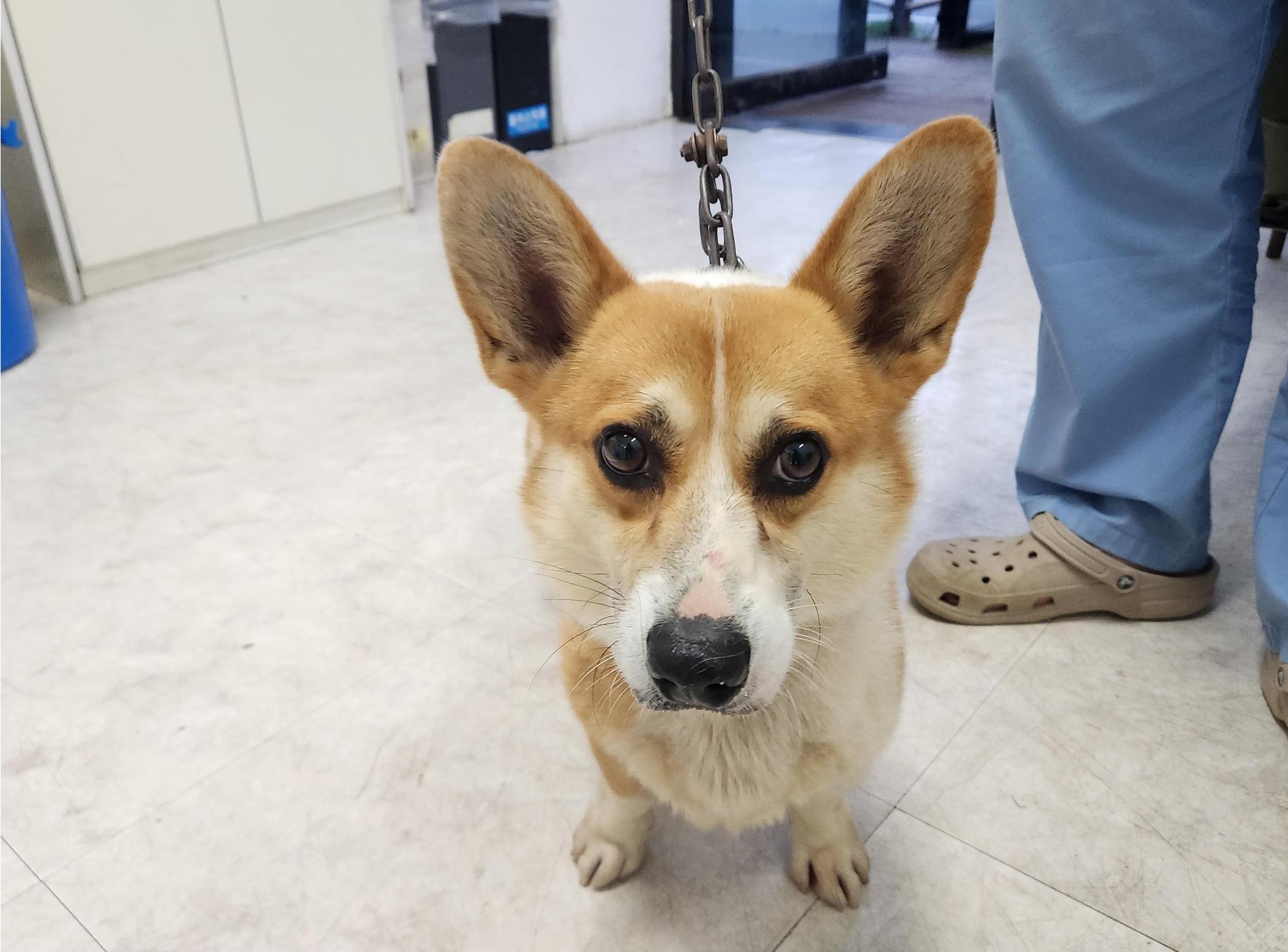 종료(반환) 웰시 …