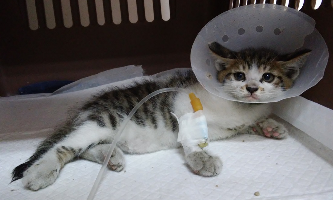 종료(자연사) 한국…