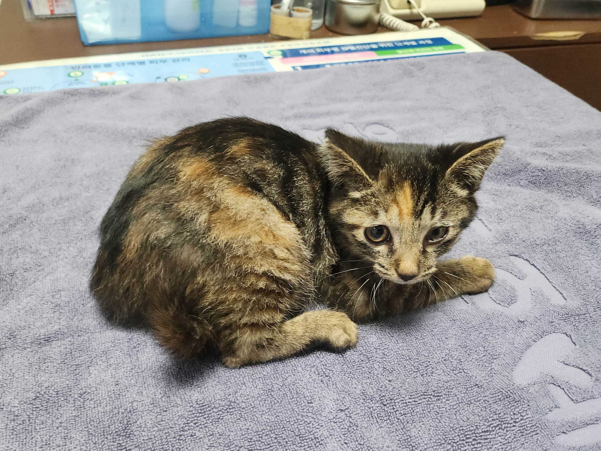 보호중 한국 고양이…