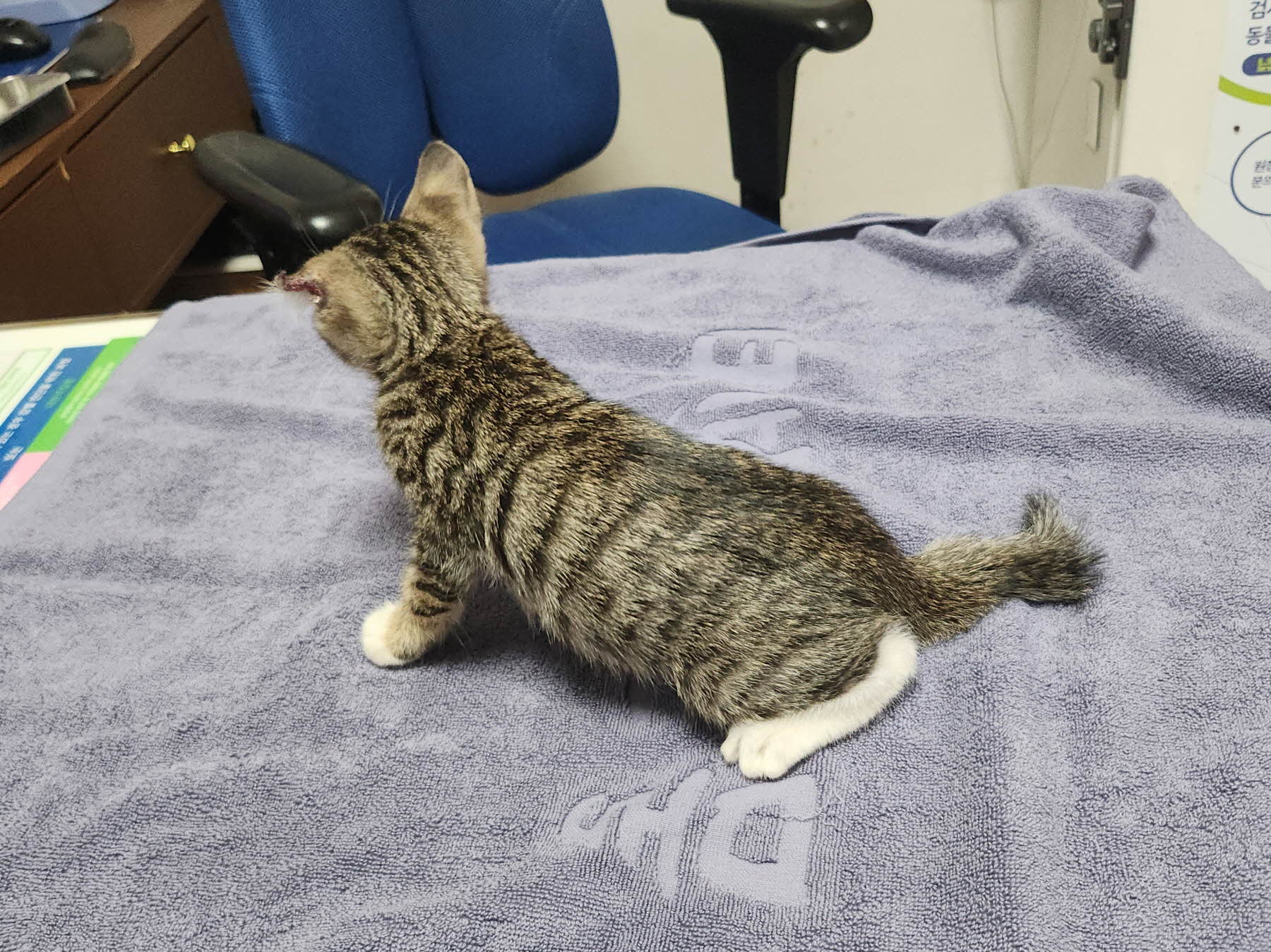 종료(입양) 한국 …