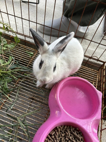 보호중 기타축종의 …