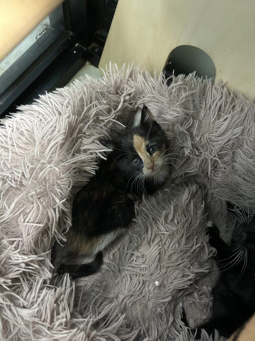 익산유기동물보호소_445468202502919