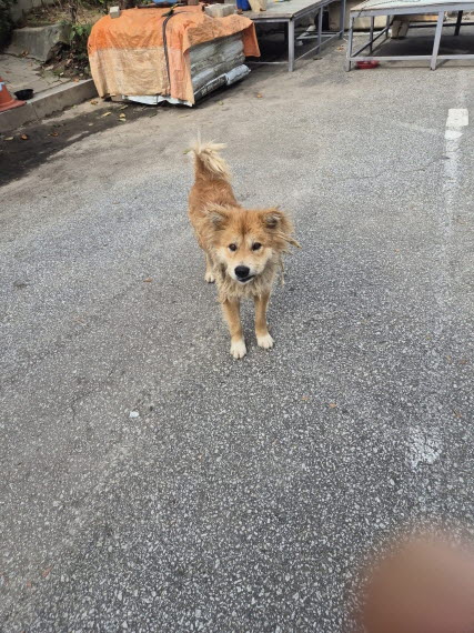 보호중 믹스견의 가…