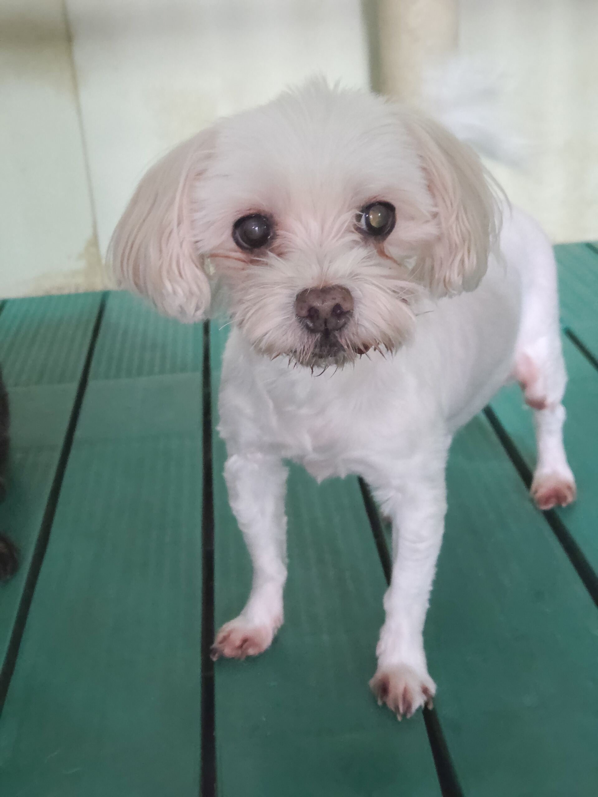 종료(입양) 말티즈…