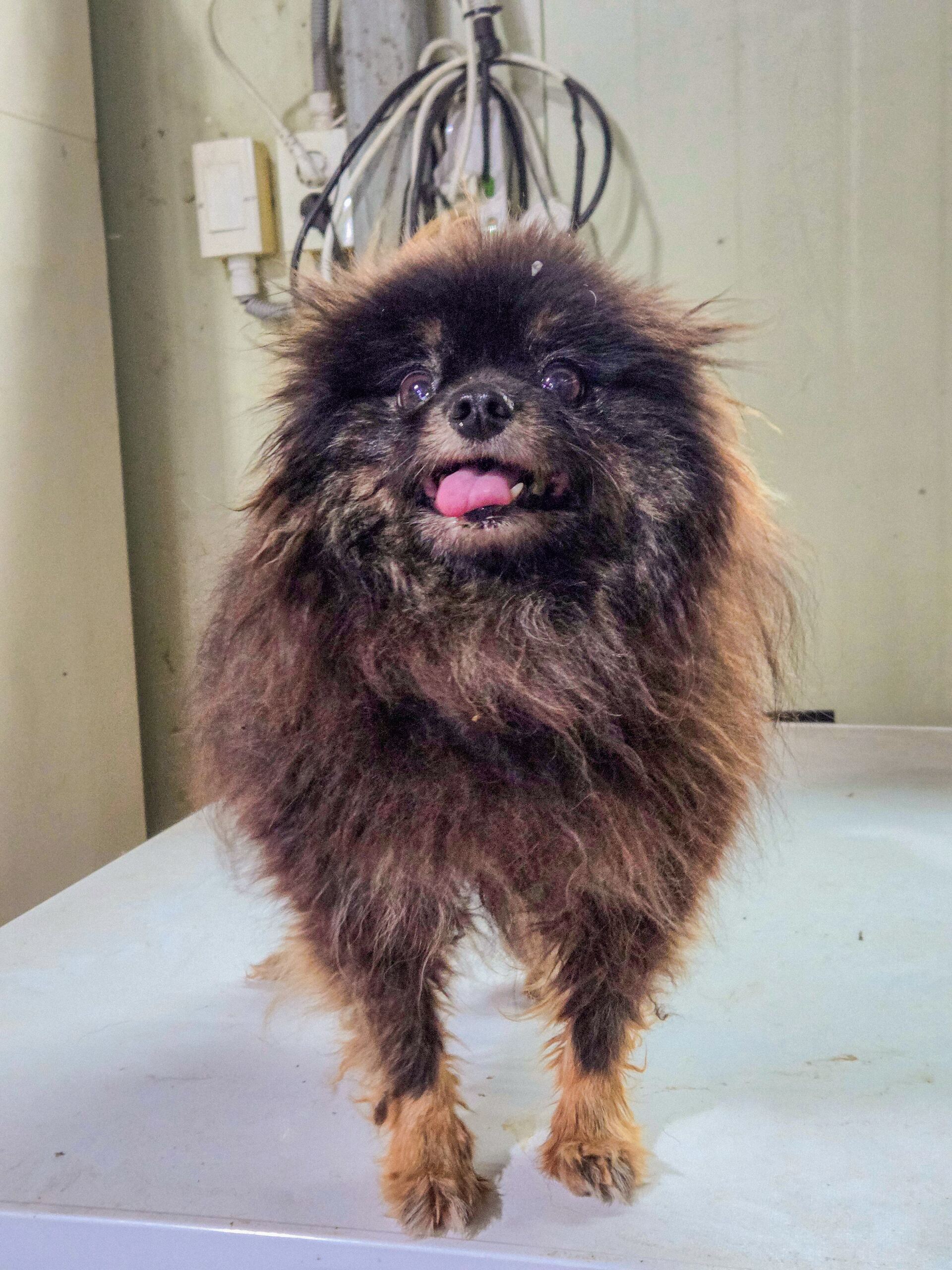 보호중 포메라니안의…