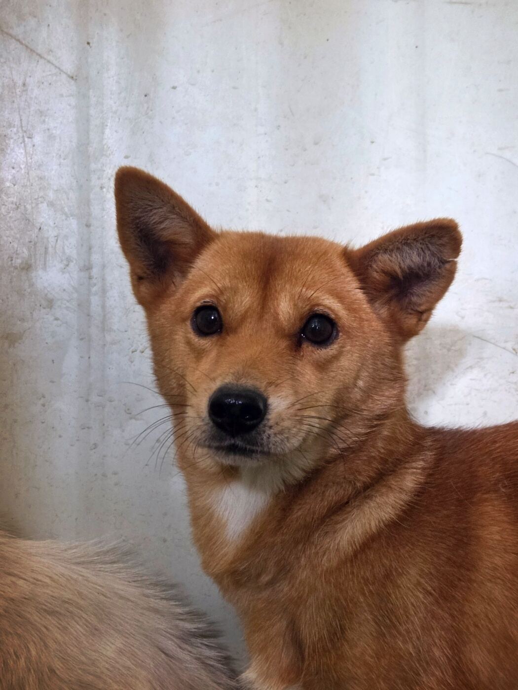 보호중 믹스견의 가…