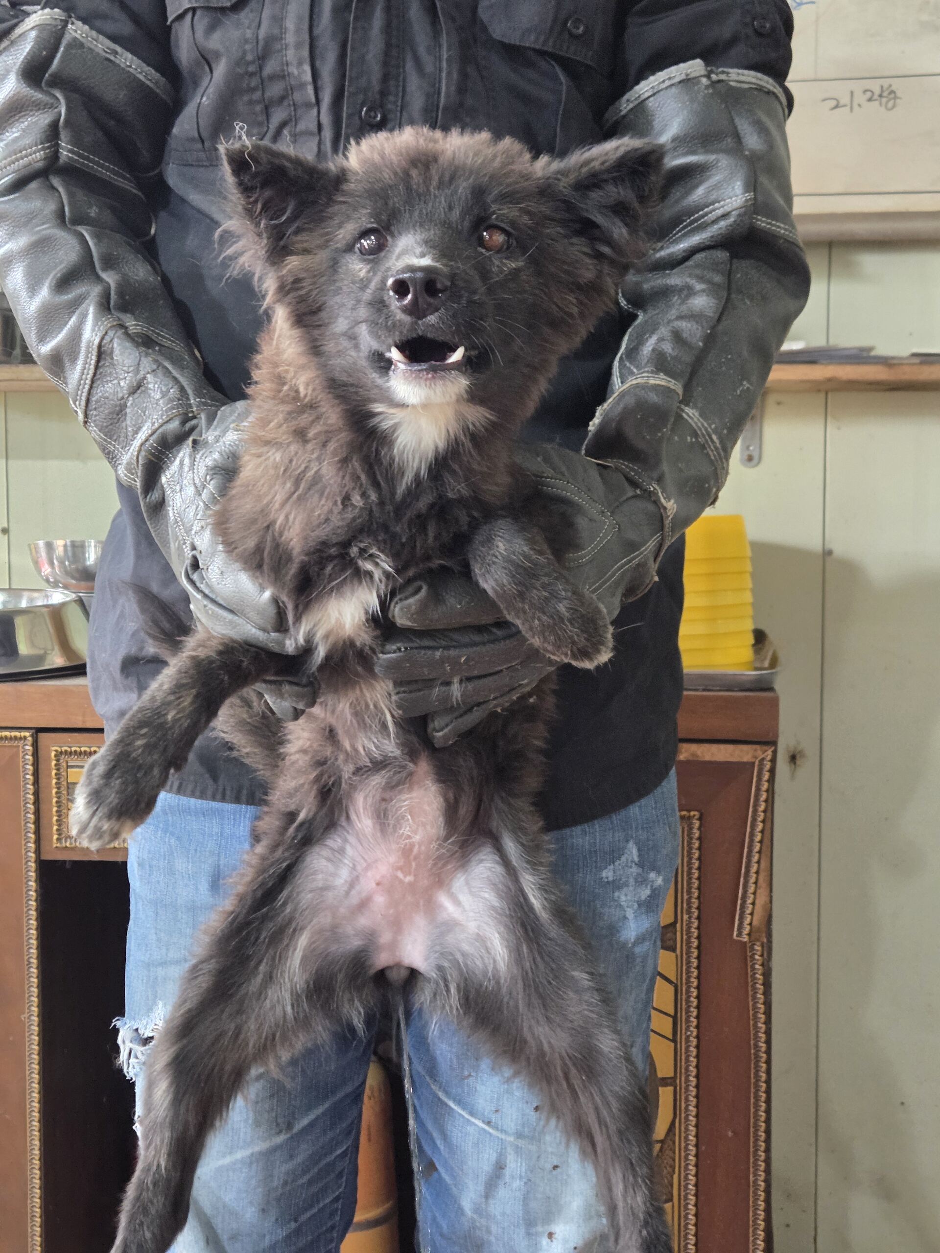 디디동물병원_428357202501419