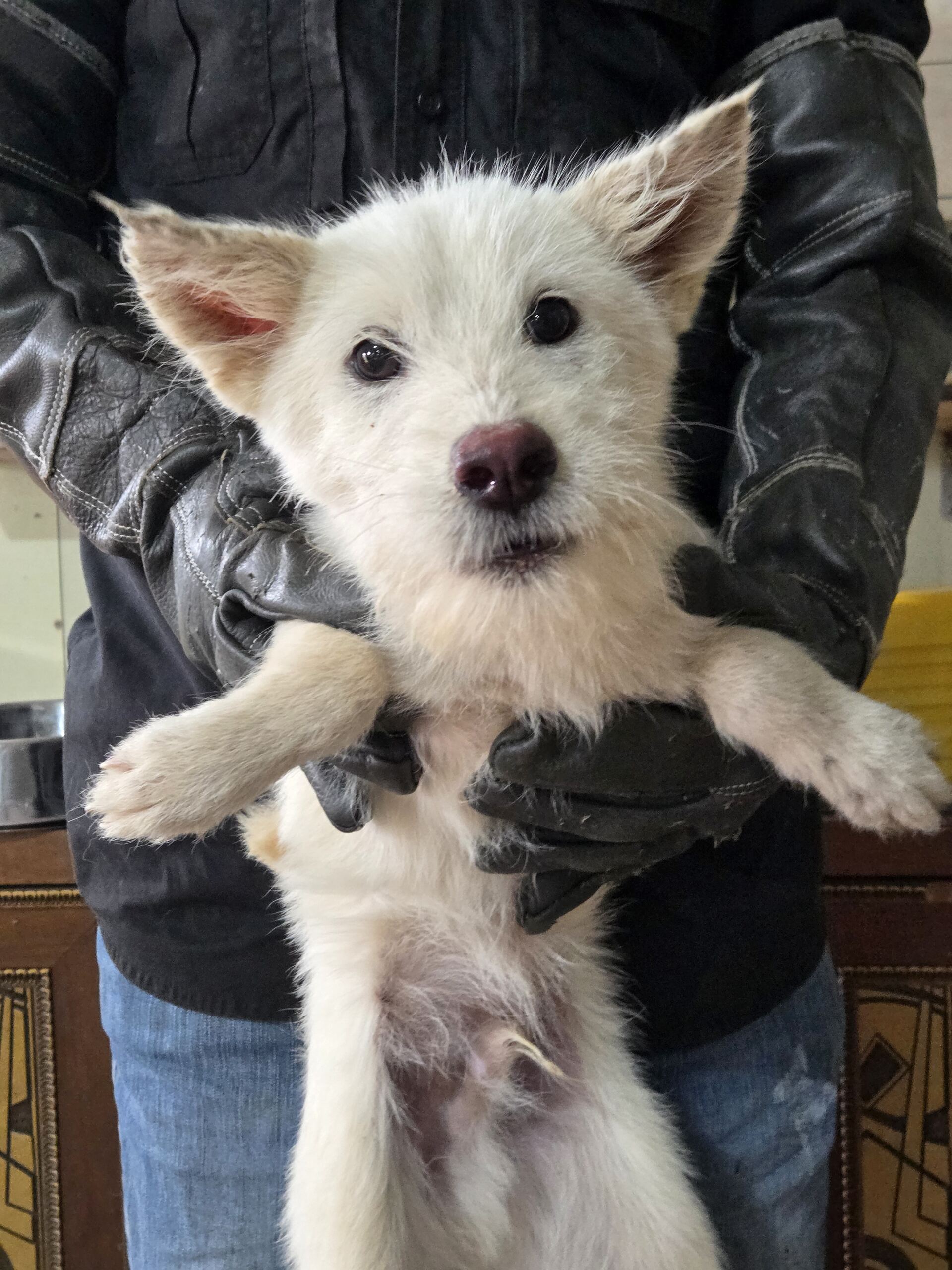 보호중 믹스견의 가…