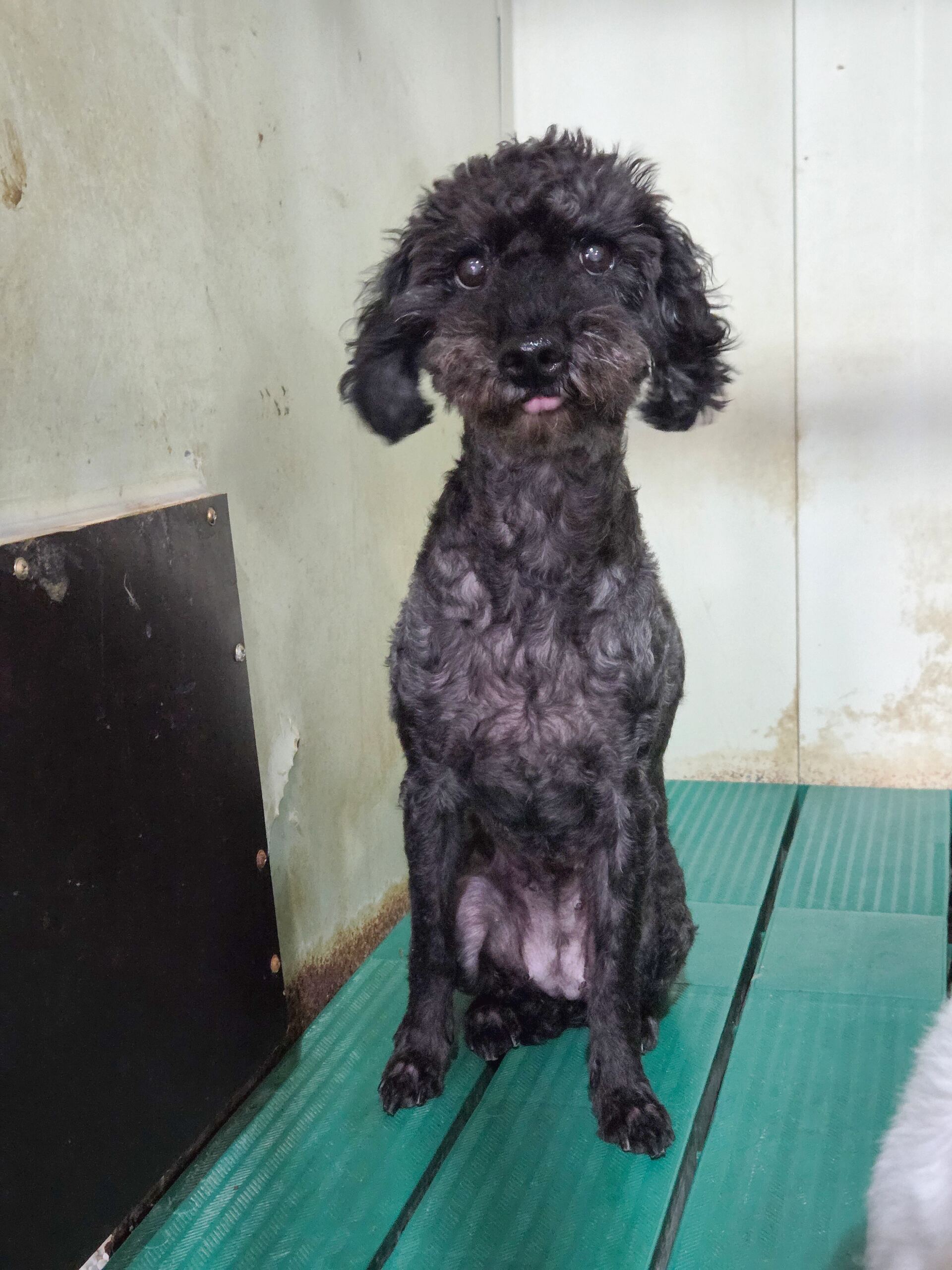 디디동물병원_428357202501413