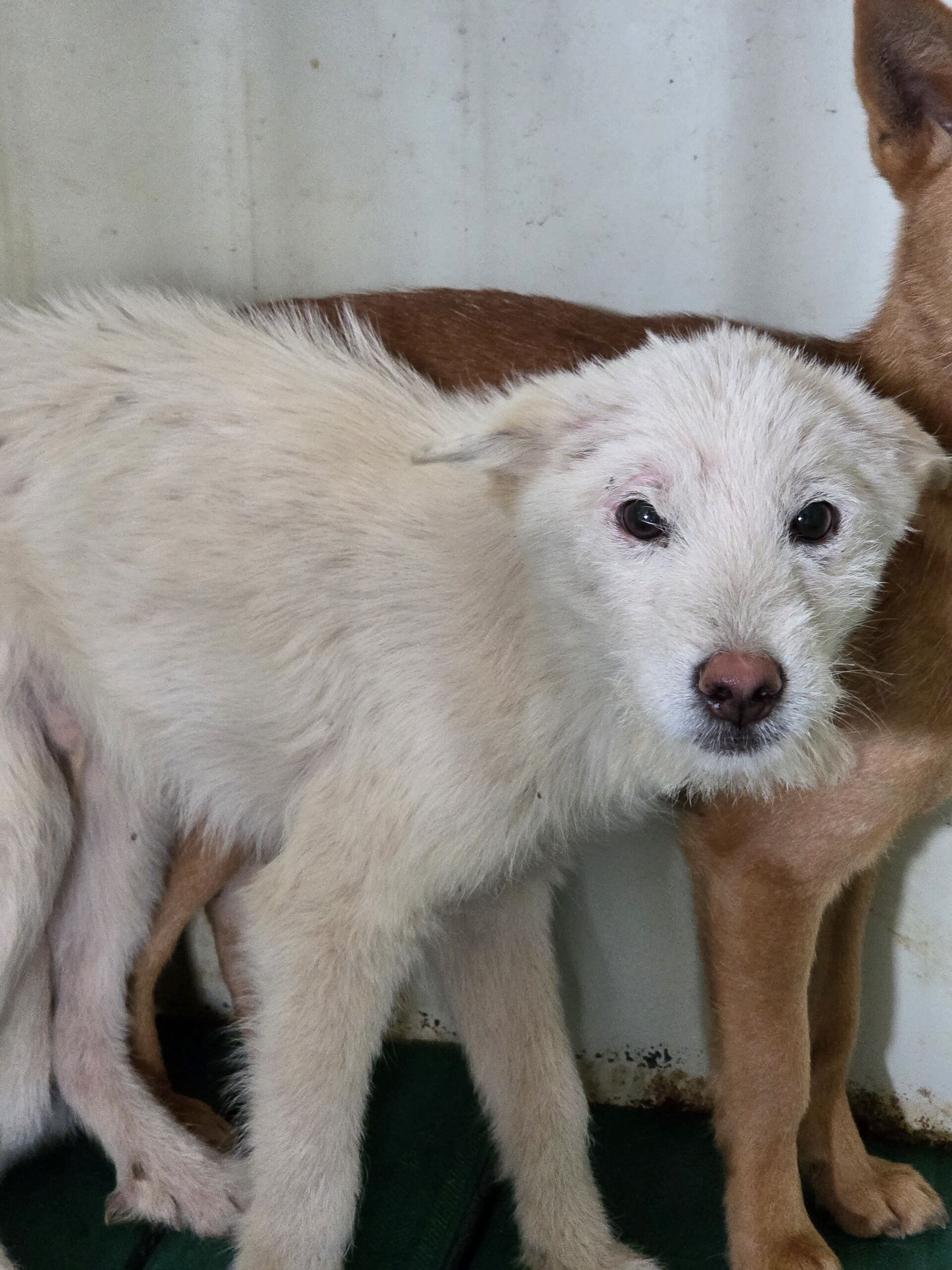 보호중 믹스견의 가…