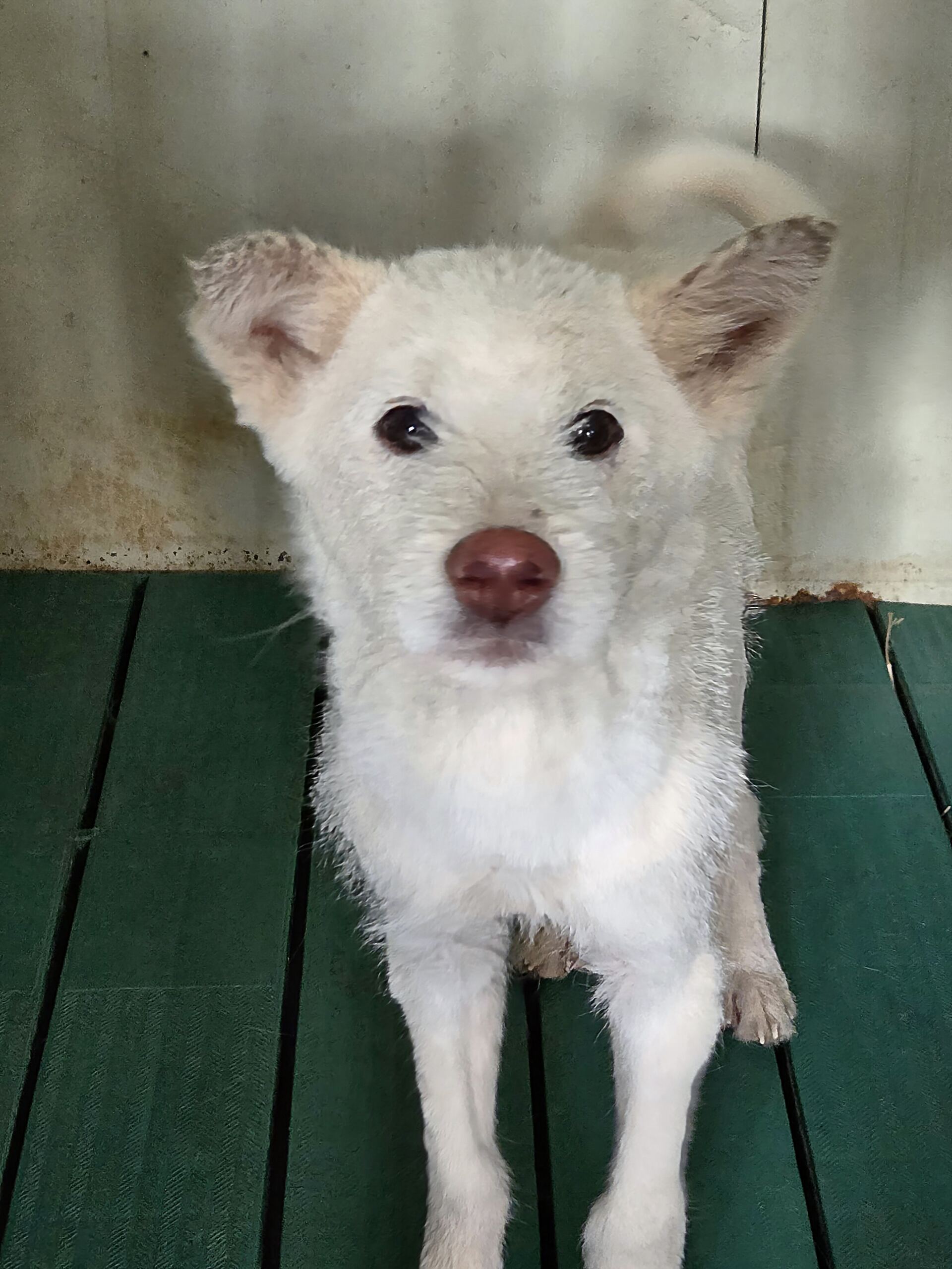 디디동물병원_428357202501417