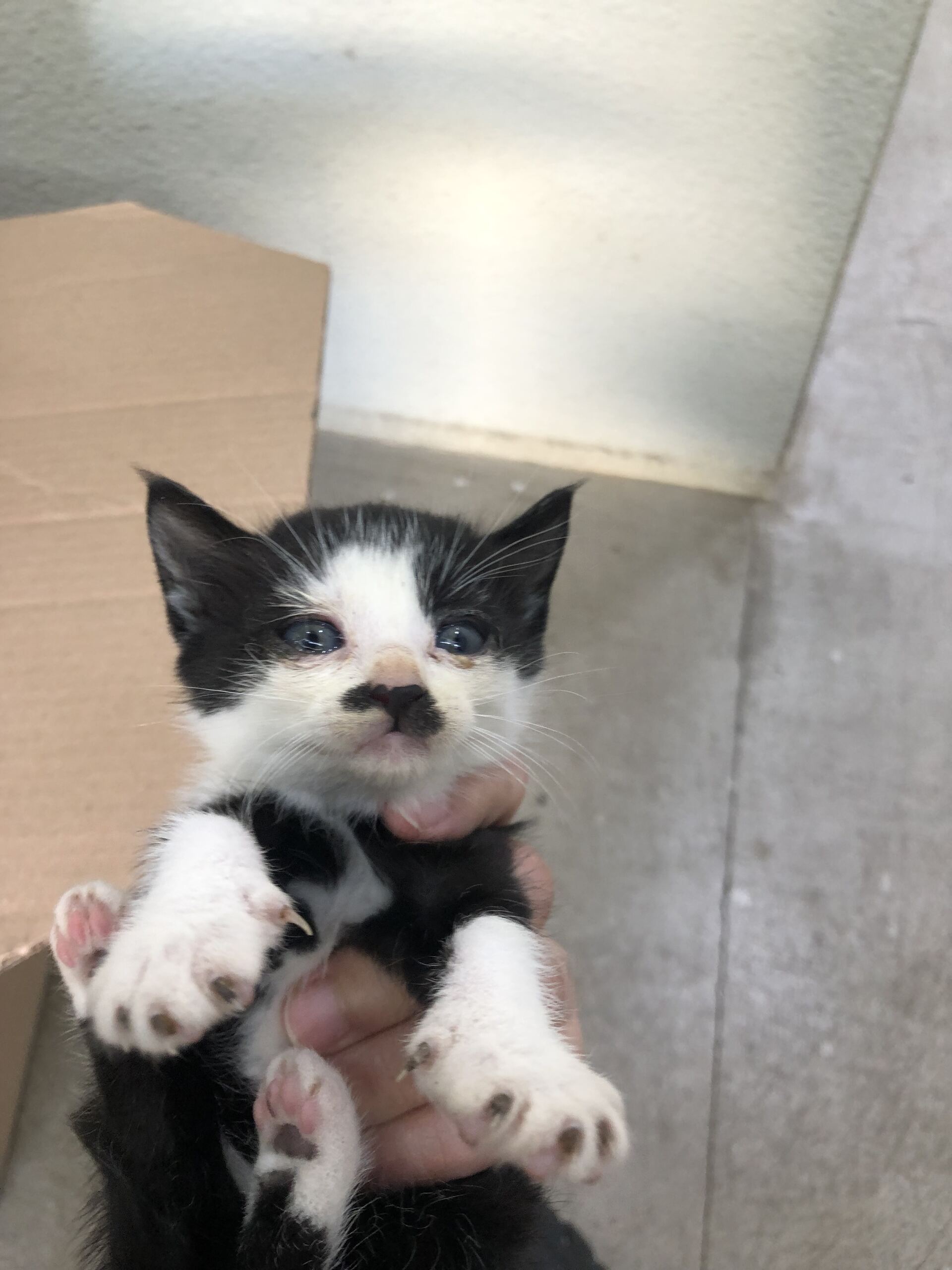 디디동물병원_428357202501422