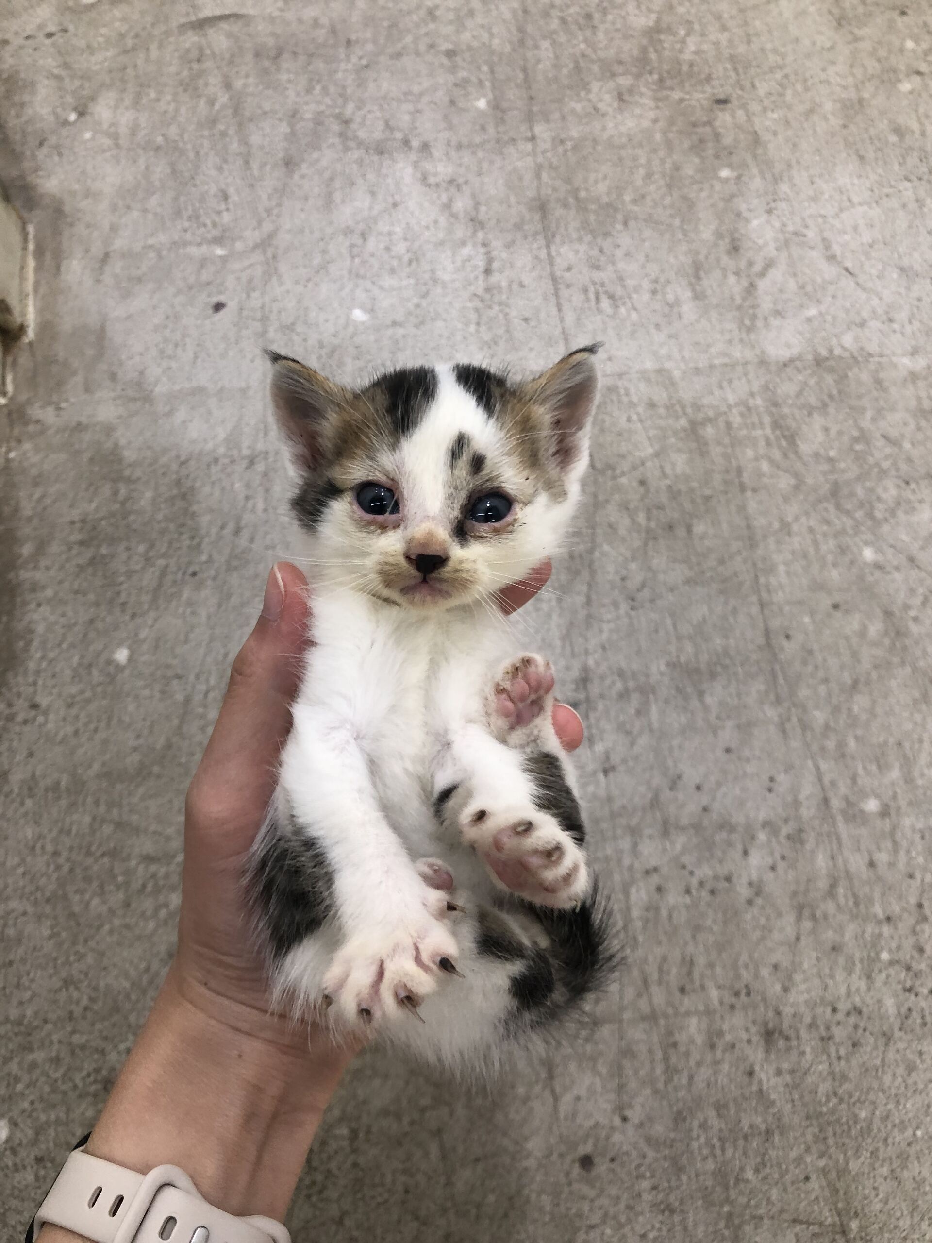 종료(자연사) 한국…