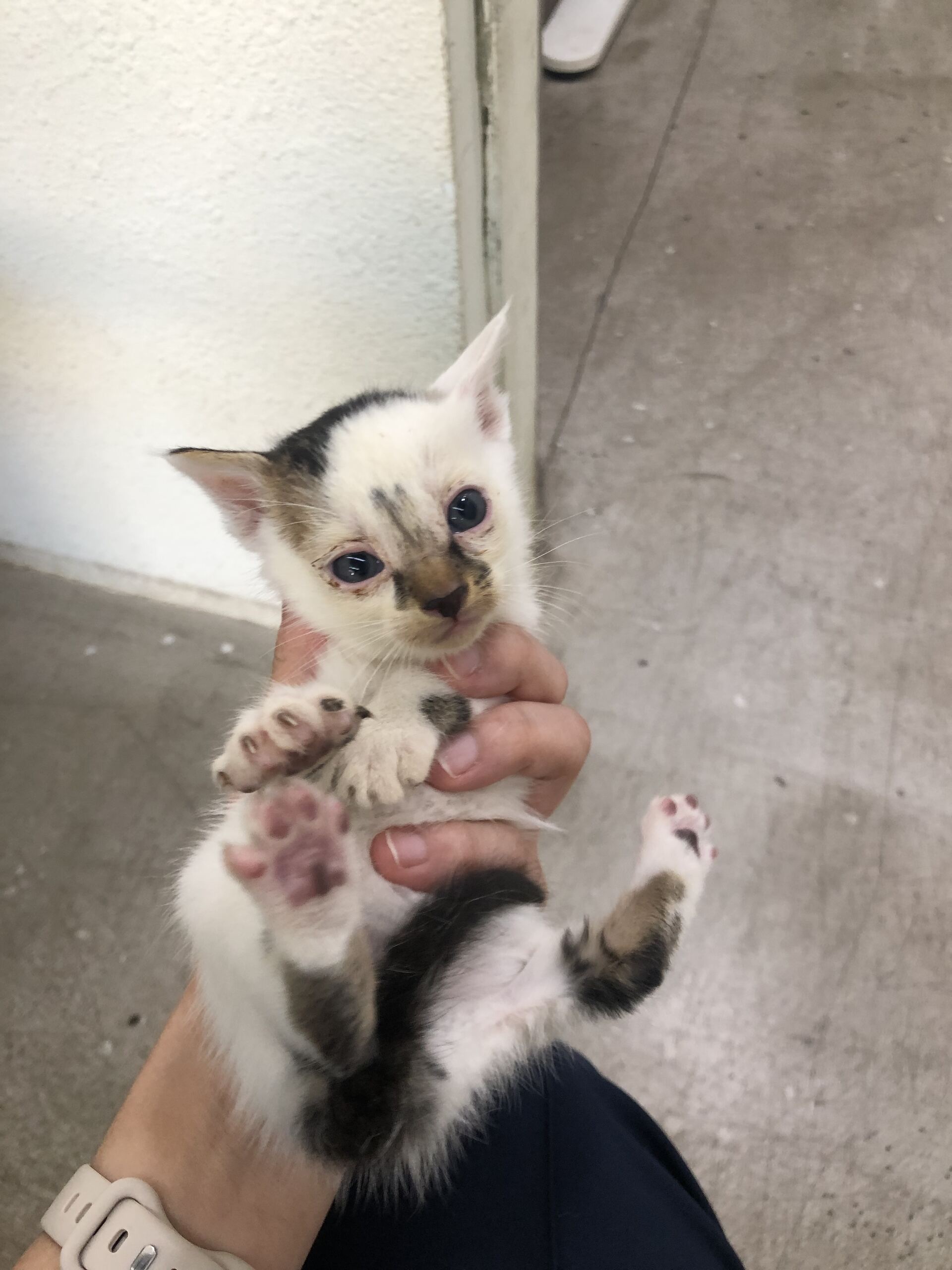 종료(자연사) 한국…