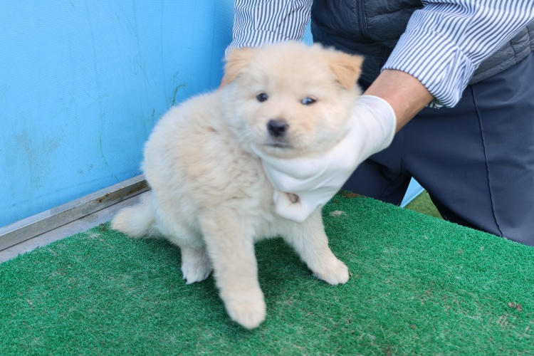 제주 동물보호센터_450650202502777