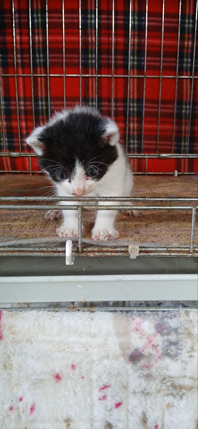 (사)동물보호관리협회_448535202501551