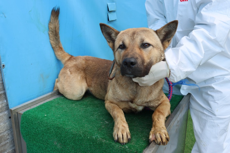 제주 동물보호센터_450650202502771