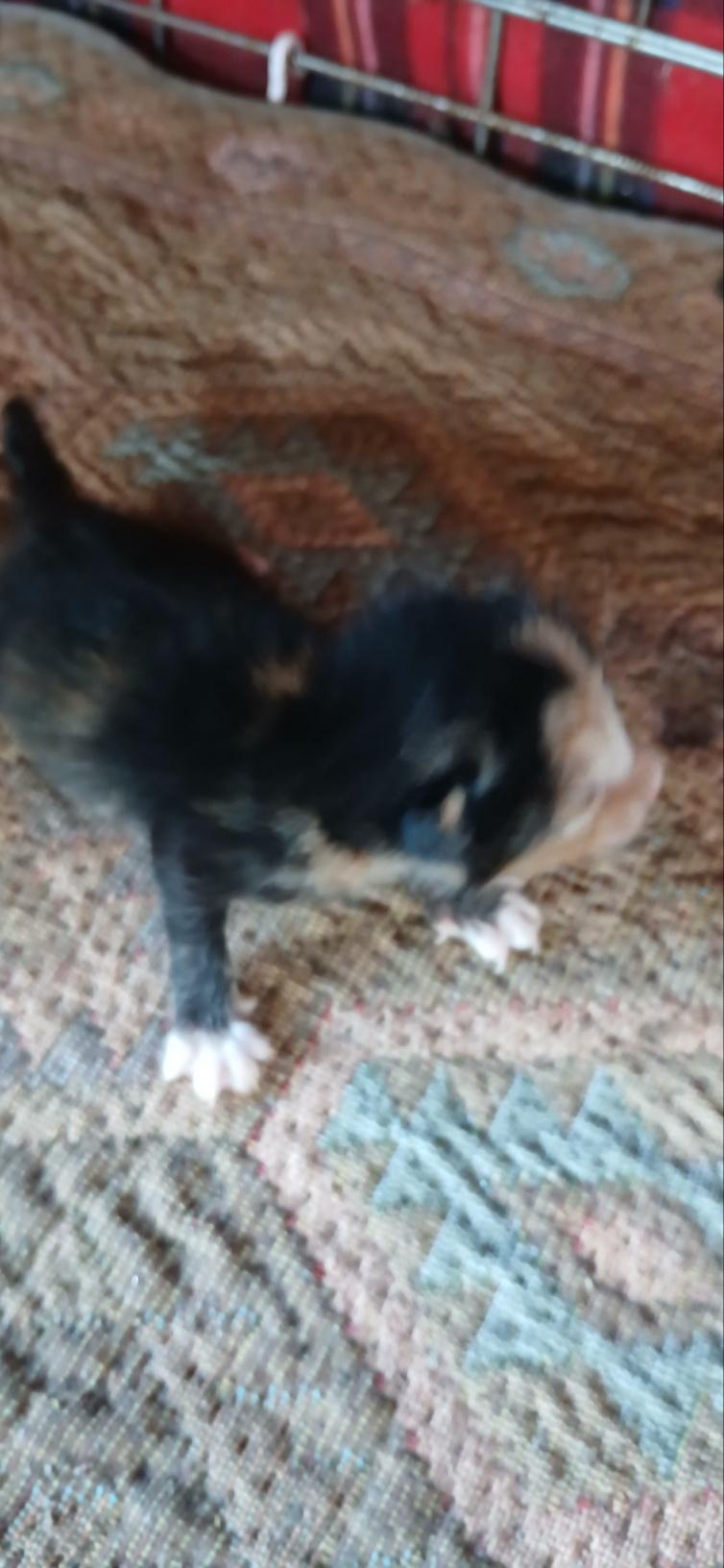 종료(자연사) 한국…