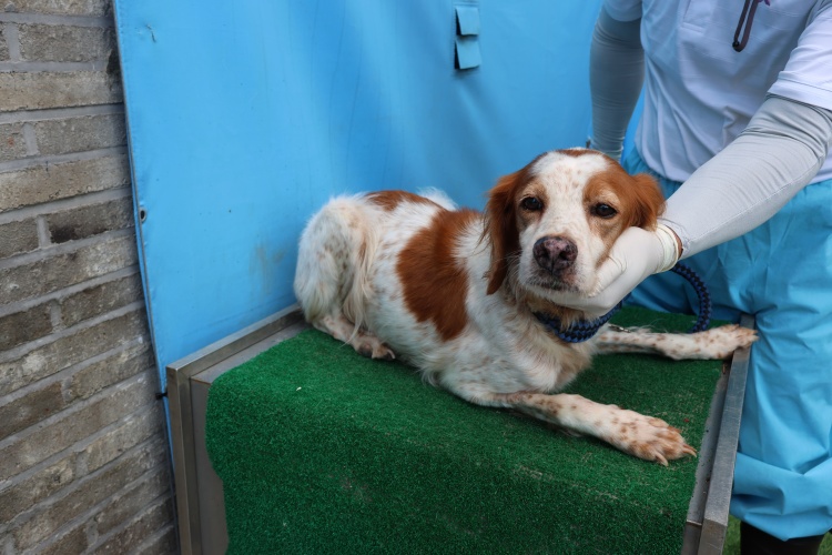 종료(기증) 브리타…