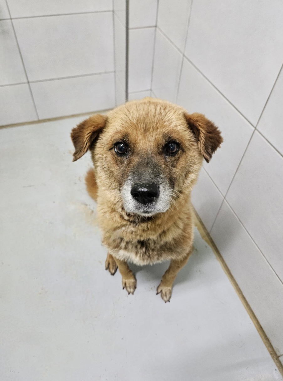 종료(안락사) 믹스…