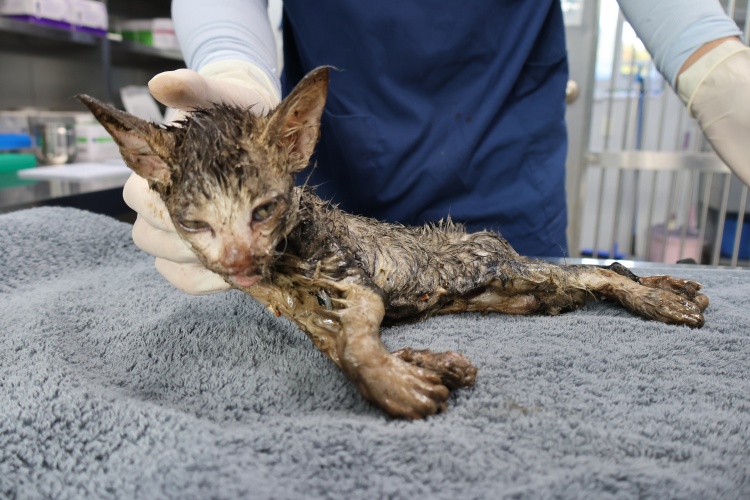 종료(자연사) 한국…