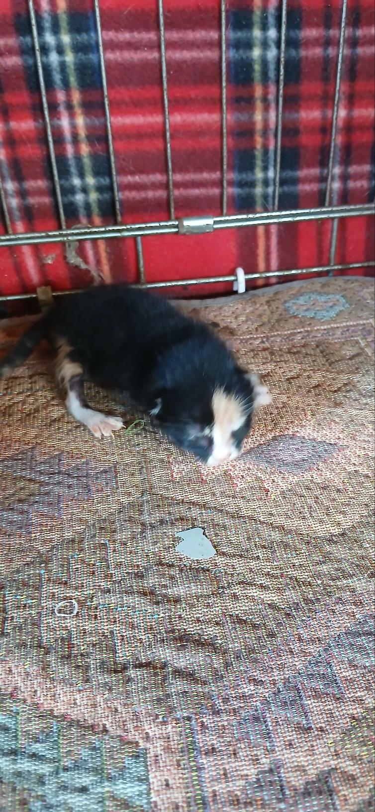 종료(자연사) 한국…