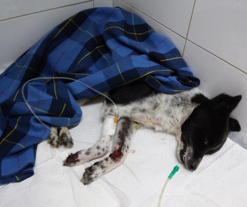 산타클라라동물병원_431369202500669