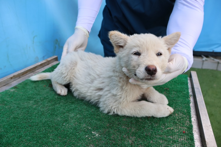 제주 동물보호센터_450650202502779