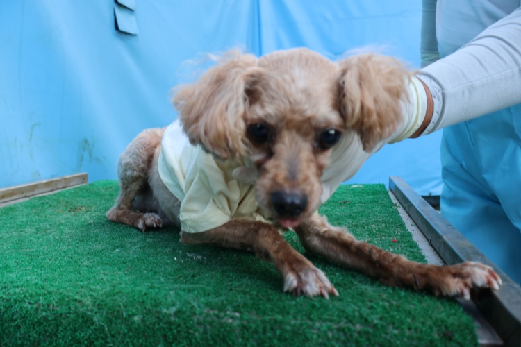 보호중 푸들의 가족…