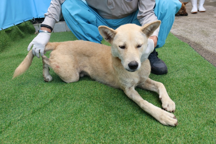 제주 동물보호센터_450650202502775