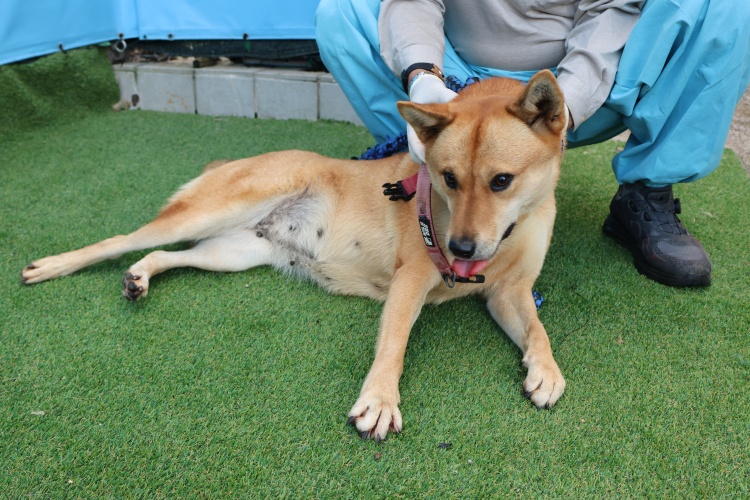 종료(반환) 믹스견…