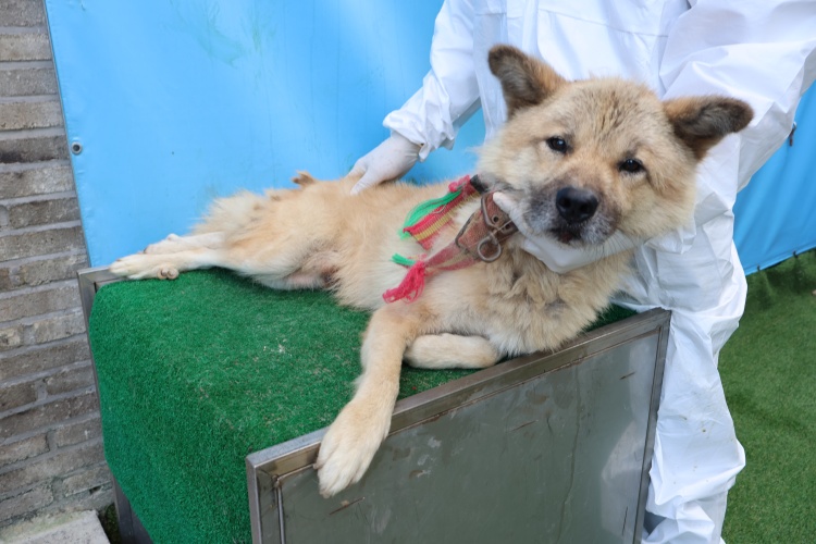 제주 동물보호센터_450650202502790